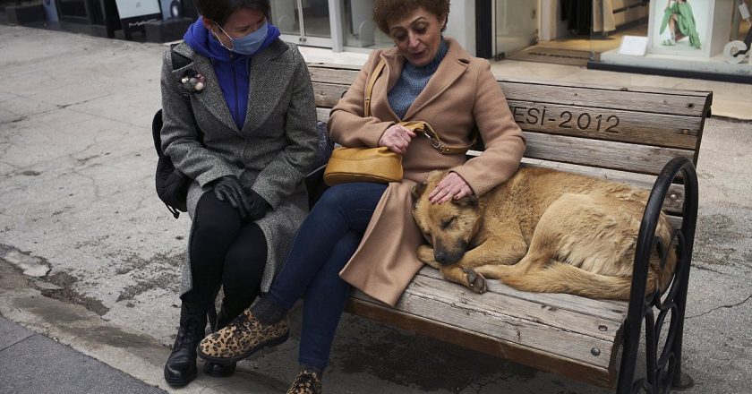 Erdoğan’ın tavsiyesi üzerine sokak köpeklerine sakinleştirici alternatif aranıyor: Kulis