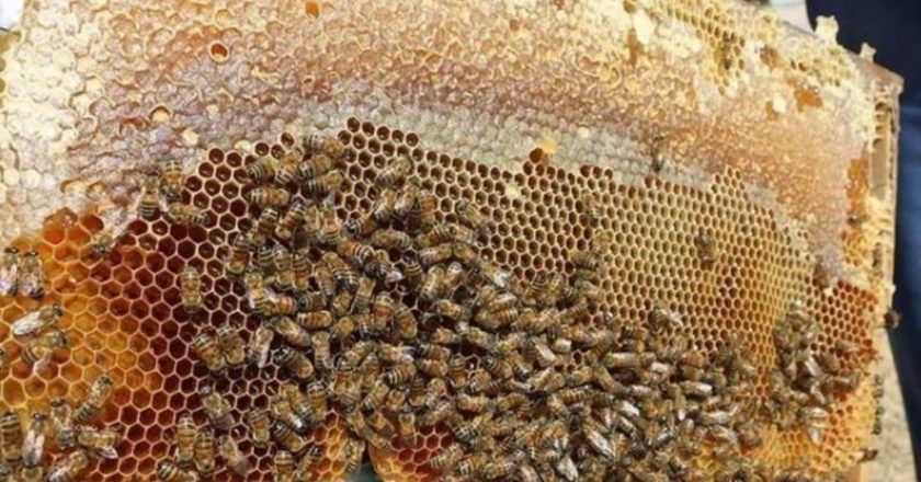 Olumsuz hava koşulları bal verimini olumsuz etkiledi – Son Dakika Türkiye Haberleri