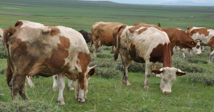 Ordulu üretici, 1 inekle yetiştiriciliğe başladı ve 5 yılda 20 ineğe çıktı.