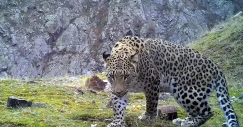 Anadolu leoparının DNA'sı araştırılıyor – Son Dakika Haberi
