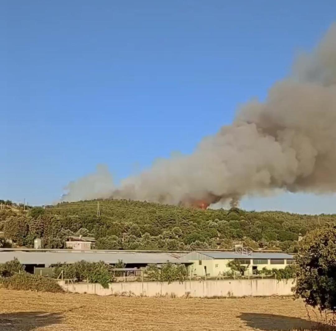 Sakarya, Bilekik, Izmir, Karabuk ve Eskişehir Orman Ateşi! 5