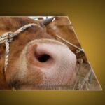 Ankara’dan sonra Bolu! Deli dana hastalığı paniği… Deli dana hastalığı nedir, nasıl bulaşır? Deli dana hastalğının belirtileri nelerdir, insandan insana bulaşır mı?