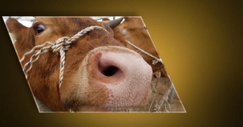 Ankara’dan sonra Bolu! Deli dana hastalığı paniği… Deli dana hastalığı nedir, nasıl bulaşır? Deli dana hastalğının belirtileri nelerdir, insandan insana bulaşır mı?