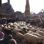 Video. Koyun sürüleri kış otlaklarına gitmek için Almanya’daki şehirlerden geçiyor