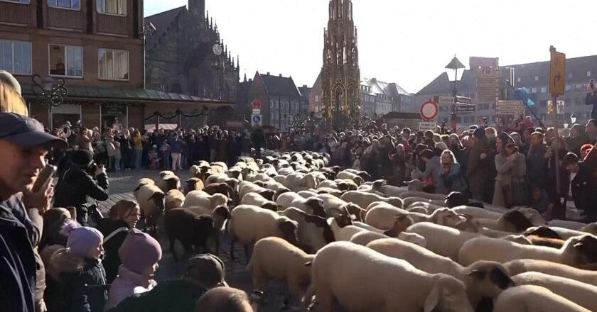 Video. Koyun sürüleri kış otlaklarına gitmek için Almanya’daki şehirlerden geçiyor