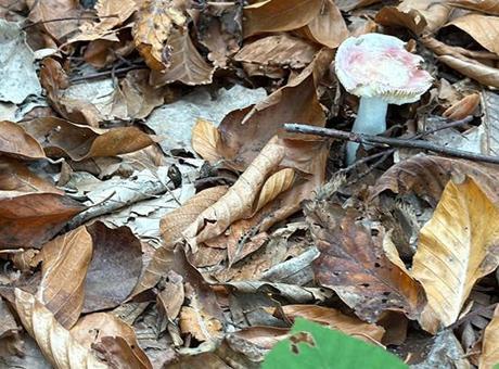 “Yenilebilir denilen mantar zehirli çıktı! 6 saat sonra başlayan belirtilere dikkat!”