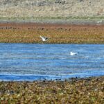 Asboğa Gölü’nde su 60 metre çekildi