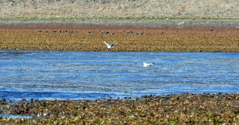 Asboğa Gölü’nde su 60 metre çekildi